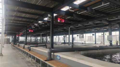 魚菜共生ai工廠 食用菌智慧化生產車間 看科技如何賦能農業生產