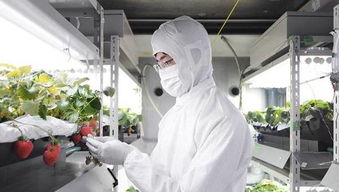 植物照明興起 已走進全球頂級高科技農場