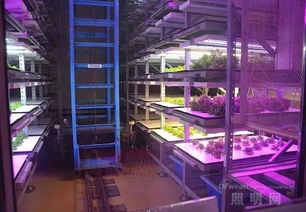 金立破產,什么是金立破產 金立破產的最新報道